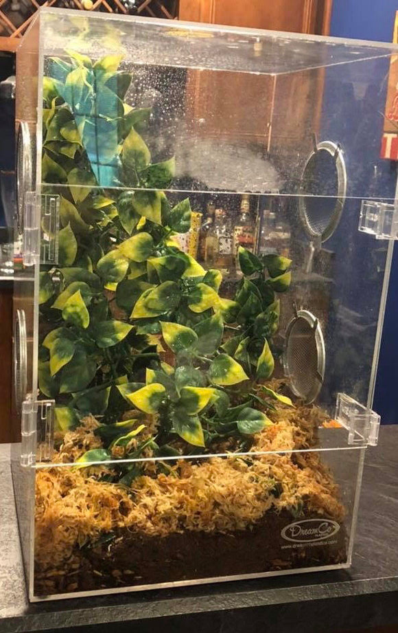 What's An Acceptable Size Enclosure for a Crested Gecko?