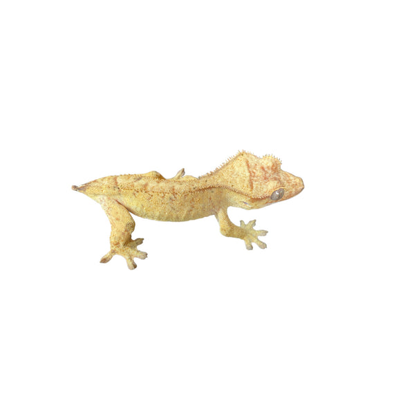 Probable Female Tiger Crested Gecko