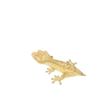 Probable Female Tiger Crested Gecko