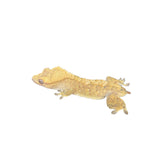 Female Tiger Crested Gecko