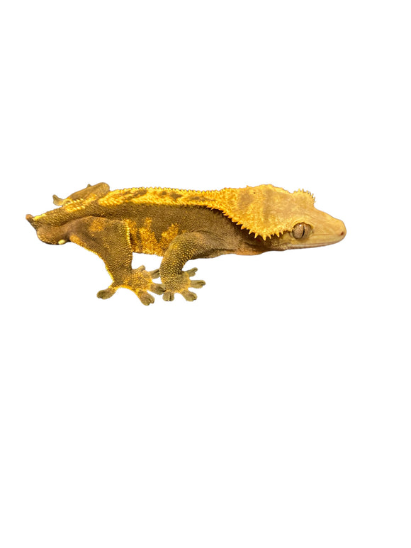Dark Based Tangerine Pinstripe Crested Gecko