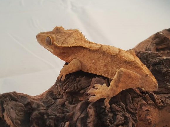 Buy Three Crested Geckos Get One Free
