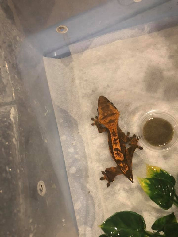 Your Crested Gecko Isn't Eating