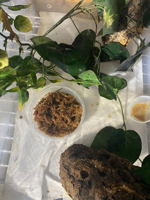 Keeping Your Crested Geckos Hydrated in the Winter