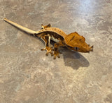 Lilly White Crested Gecko