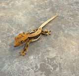 Lilly White Crested Gecko