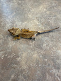 Male Tiger Crested Gecko