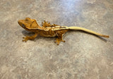 Lilly White Crested Gecko