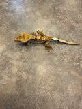 Tricolor Partial Pinstripe Crested Gecko