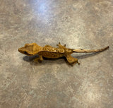 Reverse Pinstripe Crested Gecko