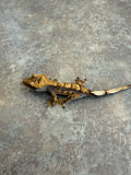 Harlequin Crested Gecko