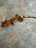 Hawk and Dove Line Harlequin Crested Gecko