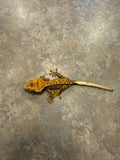 Pinstripe Crested Gecko