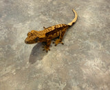 Cream Red Harlequin Crested Gecko