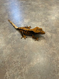 Hawk and Dove Line Harlequin Crested Gecko