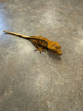 Pinstripe Crested Gecko