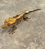Harlequin Crested Gecko
