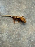 Cream Red Harlequin Crested Gecko