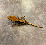 Hawk and Dove Line Harlequin Crested Gecko