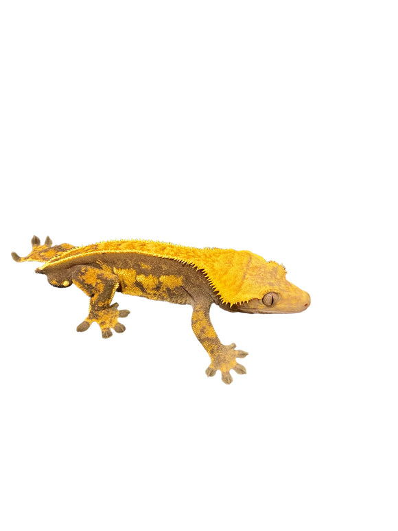 Male Tangerine Pinstripe Crested Gecko