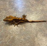 Brindle/Flame Crested Gecko