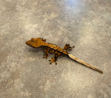 Hawk and Dove Line Harlequin Crested Gecko