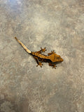 Hawk and Dove Line Harlequin Crested Gecko