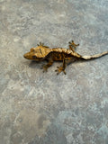 Harlequin Crested Gecko