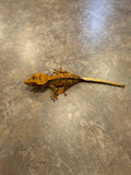 Pinstripe Crested Gecko