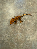 Harlequin Crested Gecko