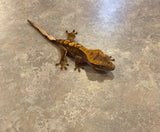 Brindle/Flame Crested Gecko