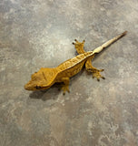 Low Expression Lilly White Crested Gecko