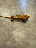 Pinstripe Crested Gecko with Portholes