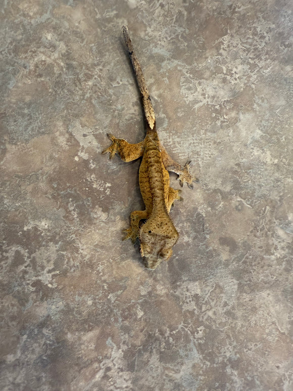 Male Tiger Crested Gecko