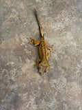 Male Tiger Crested Gecko