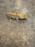 Brindle Crested Gecko
