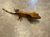 Hawk and Dove Line Harlequin Crested Gecko