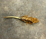 Lilly White Crested Gecko