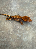 Hawk and Dove Line Harlequin Crested Gecko