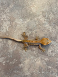 Pinstripe Crested Gecko