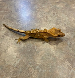Reverse Pinstripe Crested Gecko