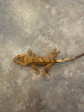Reverse Pinstripe Crested Gecko