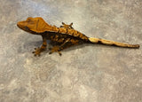 Hawk and Dove Line Harlequin Crested Gecko