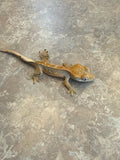 Pinstripe Crested Gecko