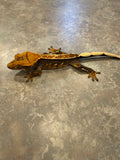 Pinstripe Crested Gecko with Portholes
