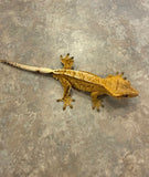 Low Expression Lilly White Crested Gecko