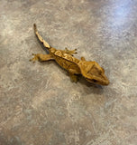 Reverse Pinstripe Crested Gecko