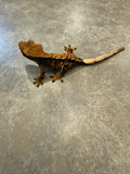 Hawk and Dove Line Harlequin Crested Gecko