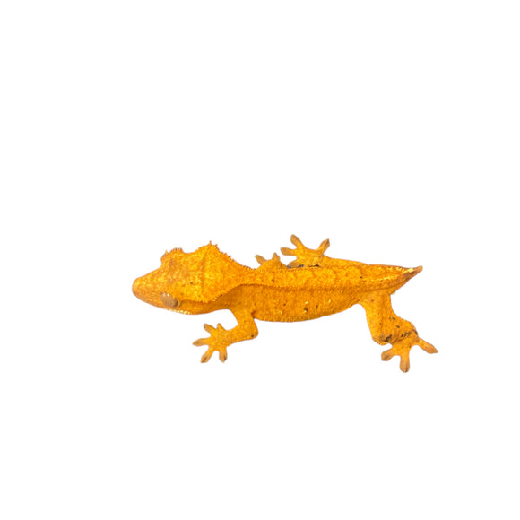 Orange Tiger Crested Gecko with Dalmatian Spots