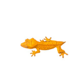 Orange Tiger Crested Gecko with Dalmatian Spots
